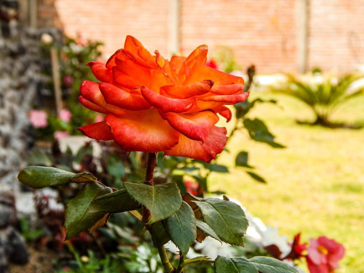 Готель Pampa Garden Quillullaco Екстер'єр фото